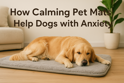 How Calming Pet Mats Help Dogs with Anxiety