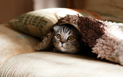Top 5 Washable Dog Beds for Small Apartments